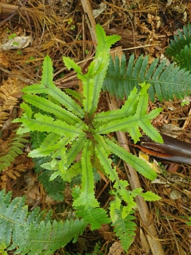 Knightia excelsa