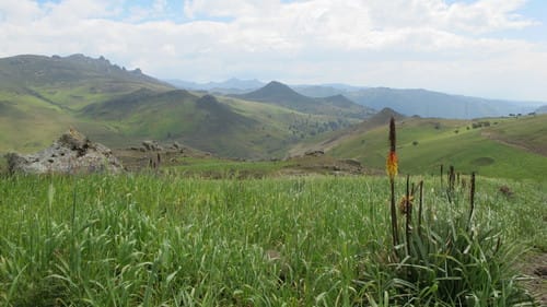 Kniphofia foliosa