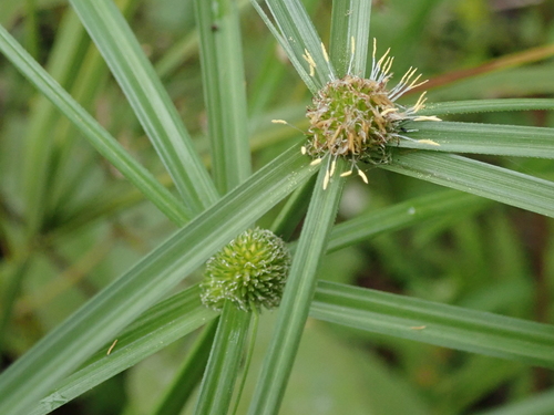 Kyllinga erecta