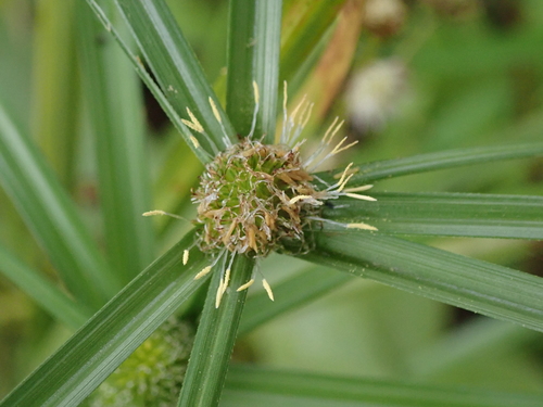 Kyllinga erecta