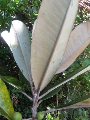 Labramia bojeri