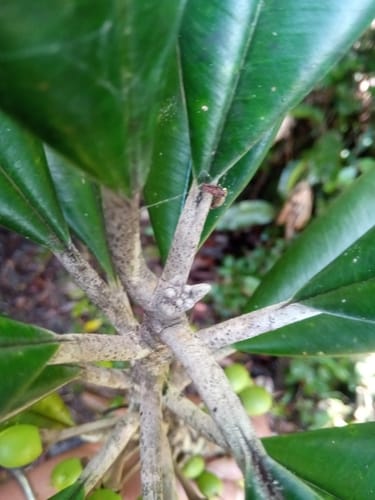 Labramia bojeri