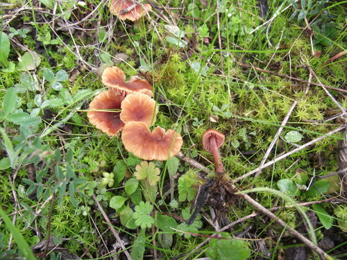 Laccaria lateritia