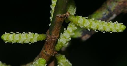 Lacistema aggregatum