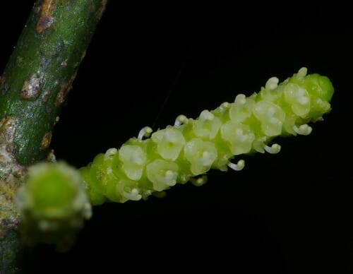 Lacistema aggregatum