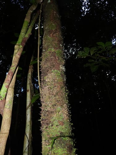 Lacmellea aculeata