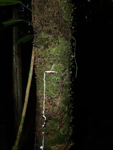 Lacmellea aculeata