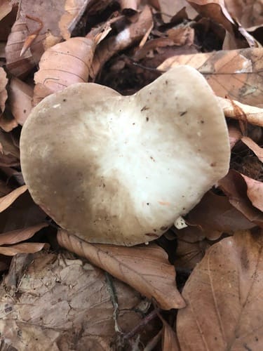 Lactarius acris