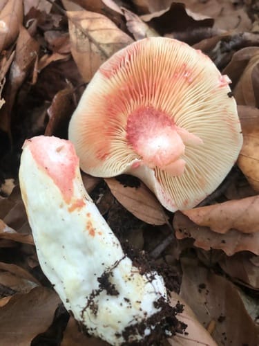 Lactarius acris