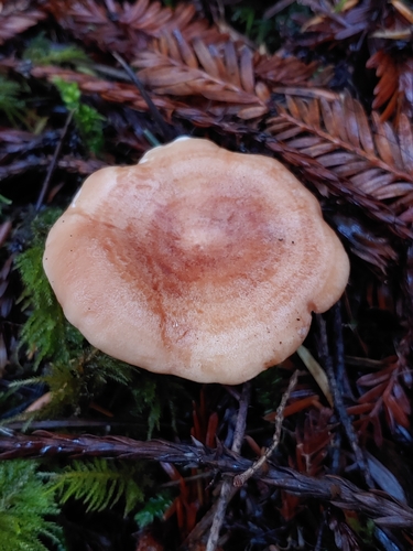 Lactarius chrysorrheus