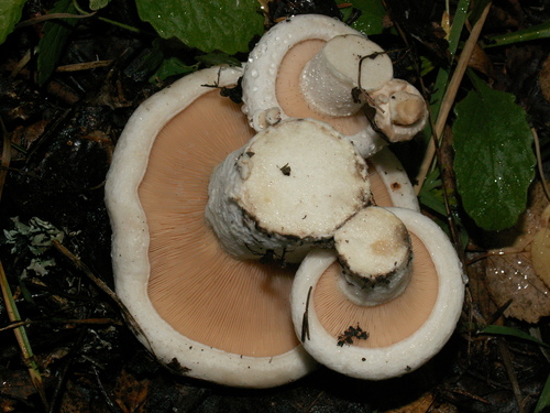 Lactarius controversus