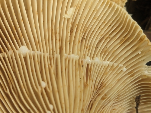 Lactarius deceptivus