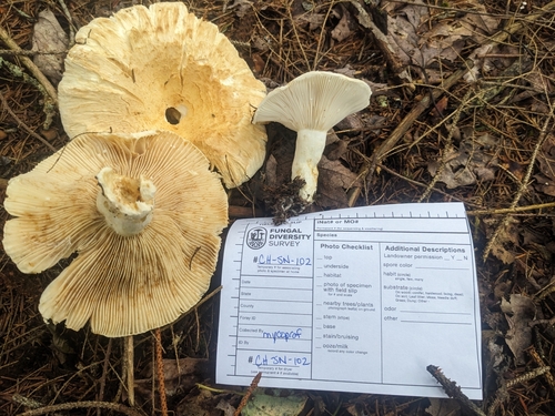 Lactarius deceptivus