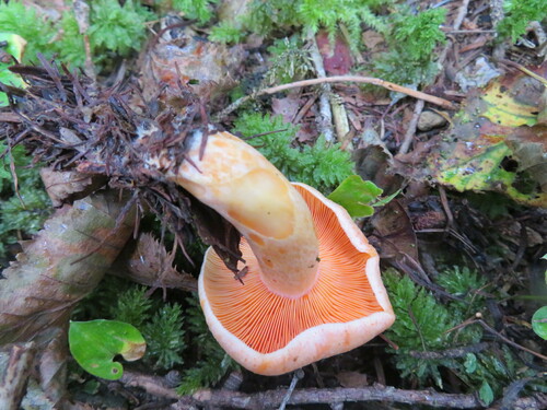 Lactarius laeticolor