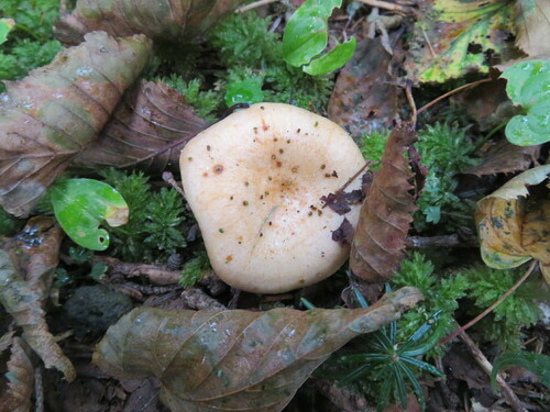 Lactarius laeticolor