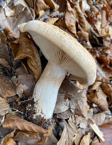 Lactarius pallidus