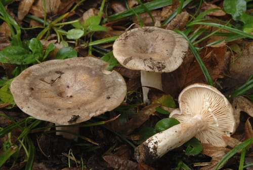 Lactarius pyrogalus