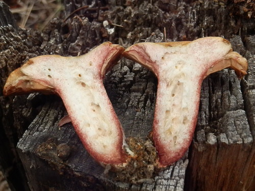 Lactarius rubrilacteus