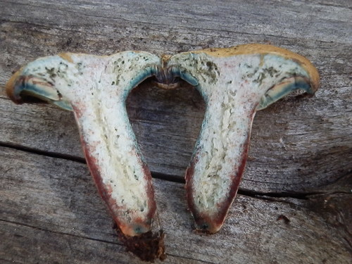 Lactarius rubrilacteus