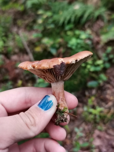 Lactarius rufus