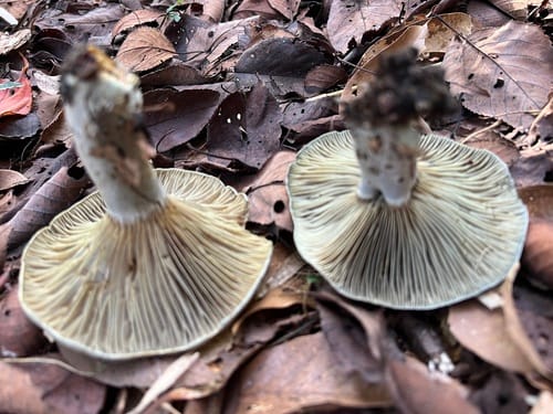 Lactarius subindigo