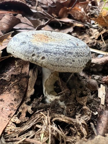 Lactarius subindigo