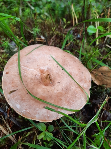 Lactarius utilis