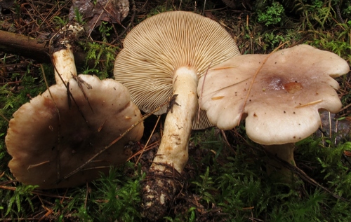 Lactarius vietus