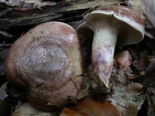 Lactarius violascens