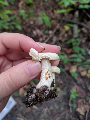 Lactarius yazooensis