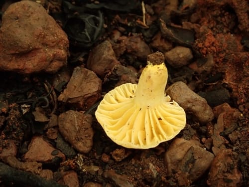 Lactifluus luteopus
