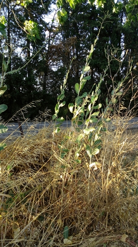Lactuca aculeata