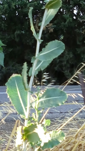 Lactuca aculeata