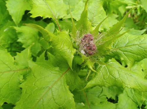 Lactuca alpina