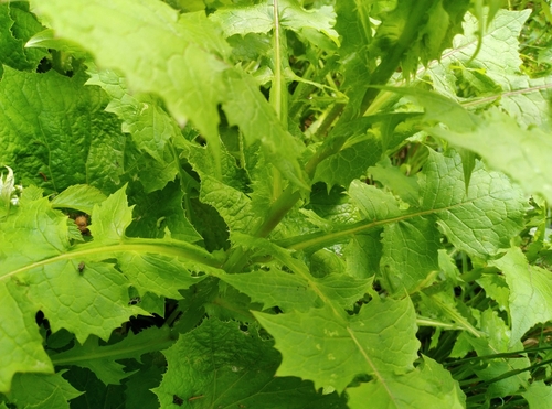 Lactuca alpina