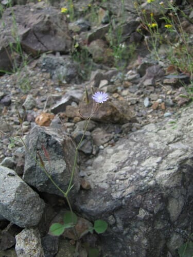 Lactuca dissecta