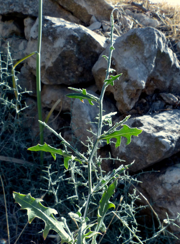 Lactuca orientalis