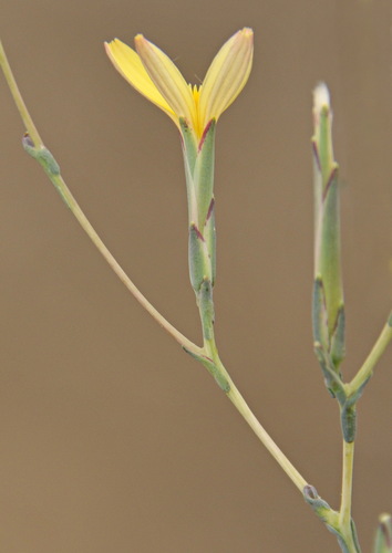 Lactuca viminea