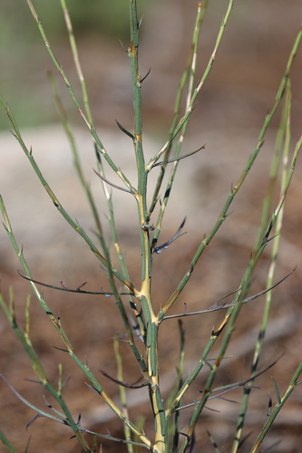 Lactuca viminea
