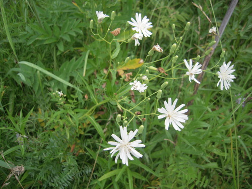 Lagedium sibiricum