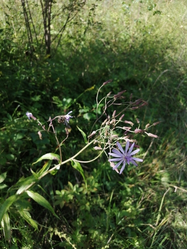 Lagedium sibiricum