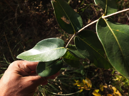 Lagerstroemia parviflora