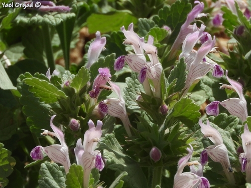 Lamium garganicum subsp. striatum