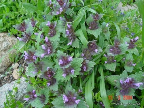 Lamium macrodon