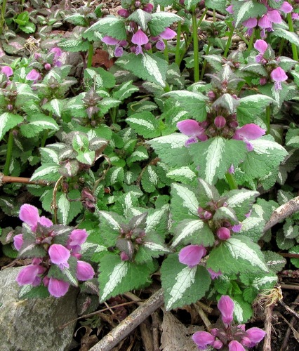 Lamium maculatum
