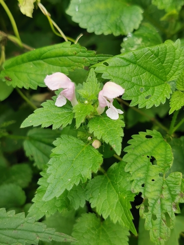 Lamium maculatum