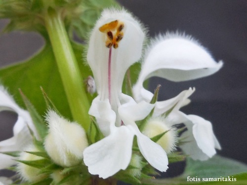 Lamium moschatum