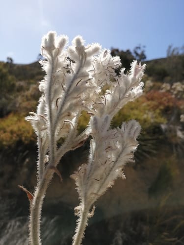 Lanaria lanata