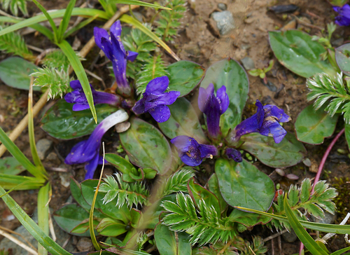 Lancea tibetica