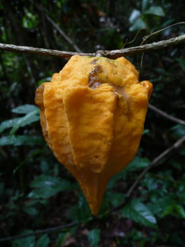 Landolphia membranacea